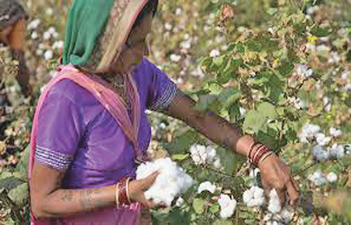 સોયાબીન, કપાસ તથા કઠોળના ઉત્પાદન સામે જોખમ