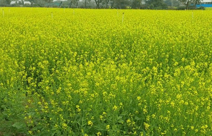 બનાસકાંઠાના ધાનેરા તાલુકામાં રાયડાના વાવેતરમાં અવ્વલ નંબરે