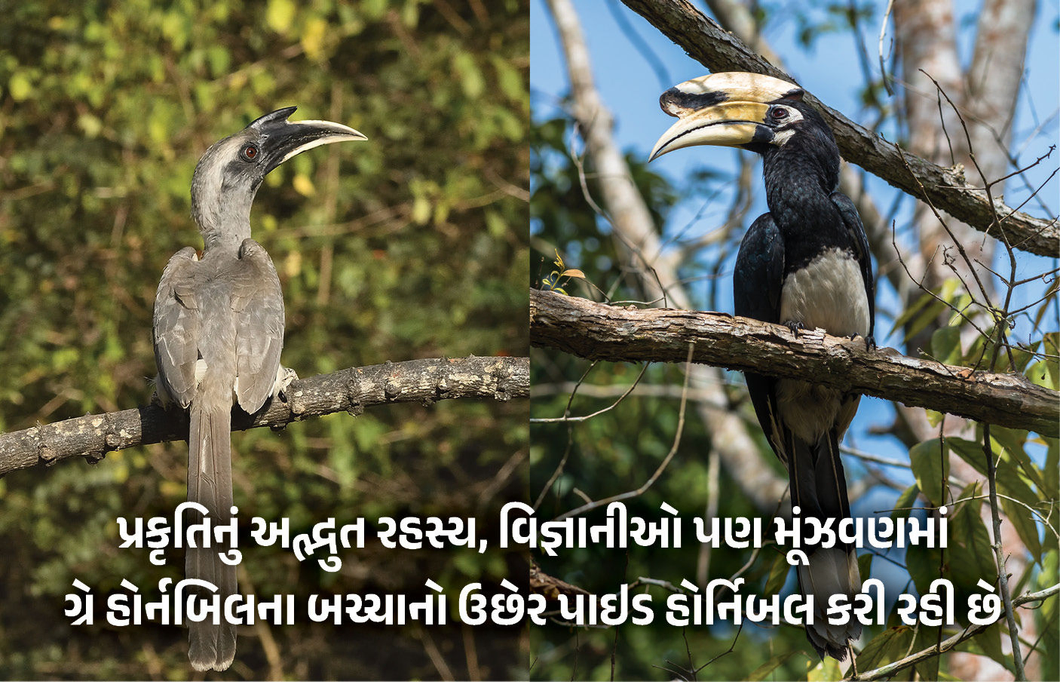 Explainer : દિલ્હીમાં જોવા મળ્યું ગ્રે હોર્નબિલ અને પાઇડ હોર્નબિલનું કો-પેરેન્ટિંગ, જાણો પક્ષી જગતનો આ કિસ્સો શું છે