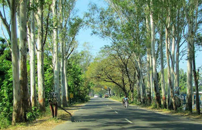 એક અદ્ભૂત વૃક્ષ : નીલગીરી