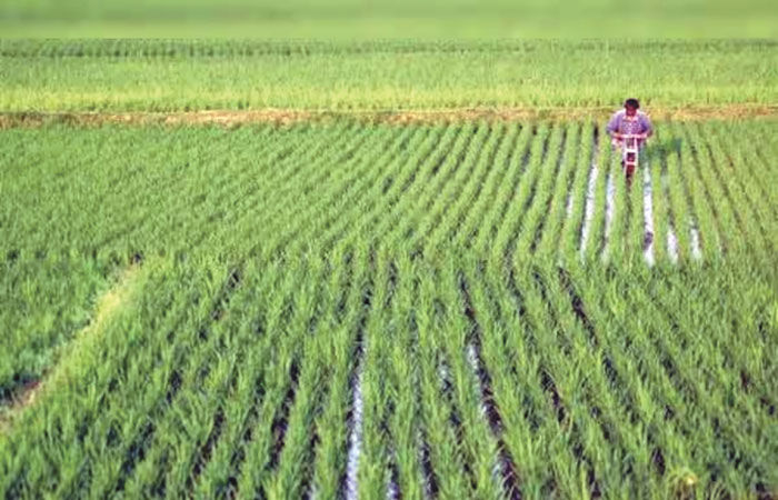 ઓગસ્ટમાં વરસાદનું જોર ઓછું થવા છતાં ખરીફ વાવેતરની 90 ટકા કામગીરી પૂરી