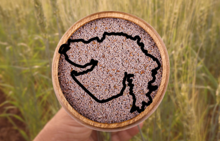 Gujarat produces 90% of India’s Isabgol; a global hit