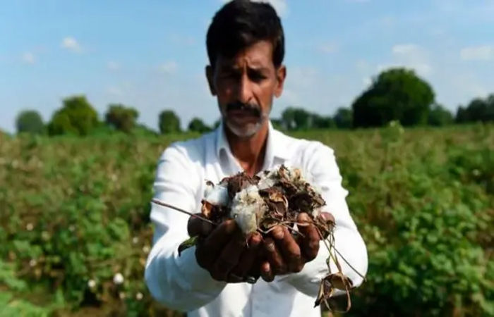 જિલ્લા સુધી ક્લાઈમેટ ચેઈન્જની અસર, કપાસમાં સુકારાથી ઉત્પાદન મળતું નથી