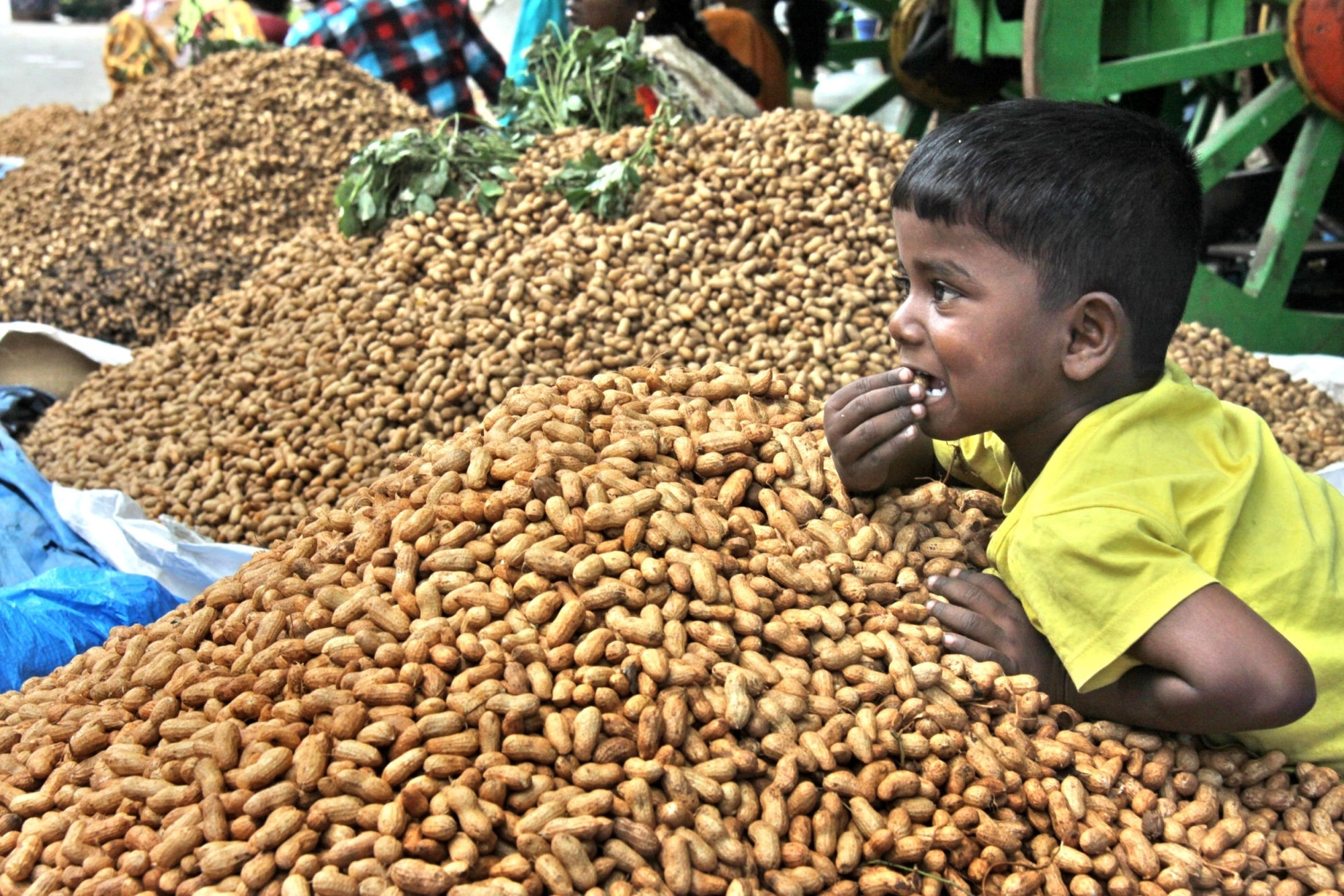 Gujarat govt announces procurement of crops, including groundnut, at MSP