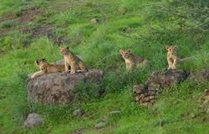 જંગલની સરહદ પર ગેરકાયદે ખડકી દેવાયેલા રિસોર્ટ- હોટલને થાબડભાણાં