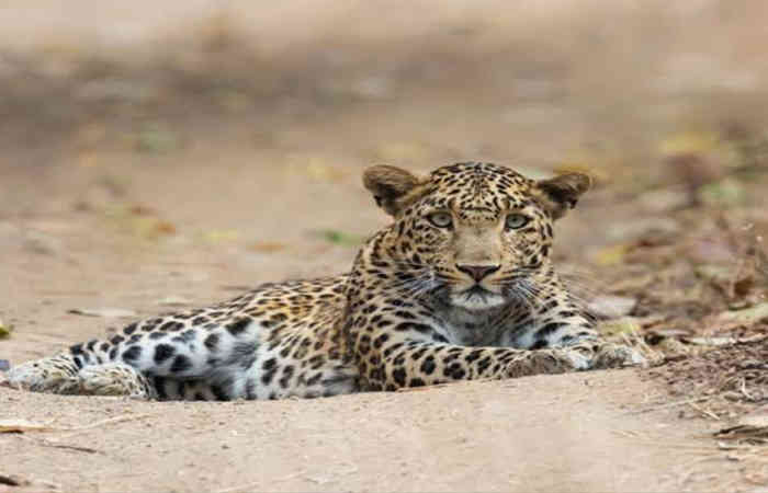 જૂનાગઢ મેડિકલ કોલેજ કેમ્પસમાં દીપડાના આંટાફેરા : તબીબો-વિદ્યાર્થીઓમાં ફફડાટ