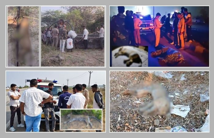 રાજ્યમાં અલગ અલગ ઘટનામાં 2 સિંહ અને 1 દીપડાનું મોત, અમરેલી, ગીર સોમનાથ અને દાહોદની ઘટના