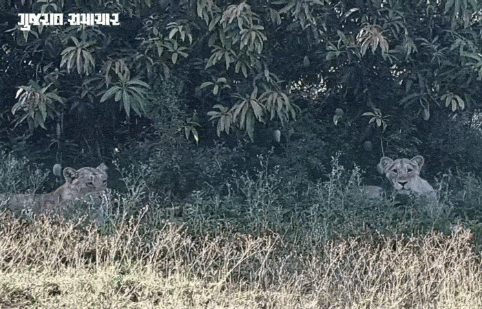 VIDEO | 'કેસર' કેરીના 'કેસરી' રક્ષક: ધારીના ઝર ગામમાં સિંહ પરિવાર બન્યો આંબાવાડીનો ચોકીદાર, ભાગ્યે જ જોવા મળે તેવા દ્રશ્યો