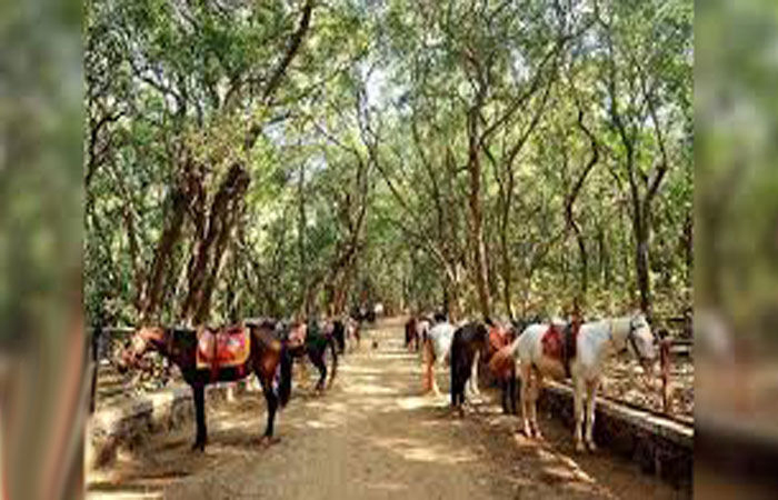 હિલ-સ્ટેશન માથેરાનમાં વધતાં પ્રદૂષણ માટે ઘોડા જવાબદાર