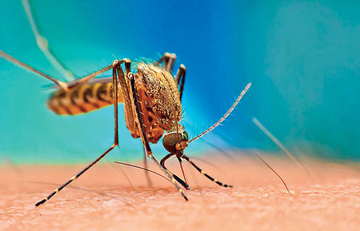 મેલેરિયા ફેલાવતો  વિશિષ્ટ જંતુ : મચ્છર