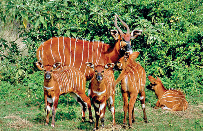 સૌથી મોટું હરણ: આફ્રિકન બોંગો
