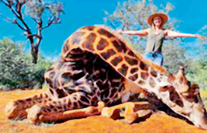 જીરાફના નિકંદનનો ખલનાયક અમેરિકા