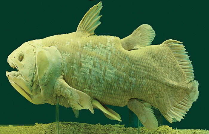 The Dinosaur Era Fish The Coelacanth