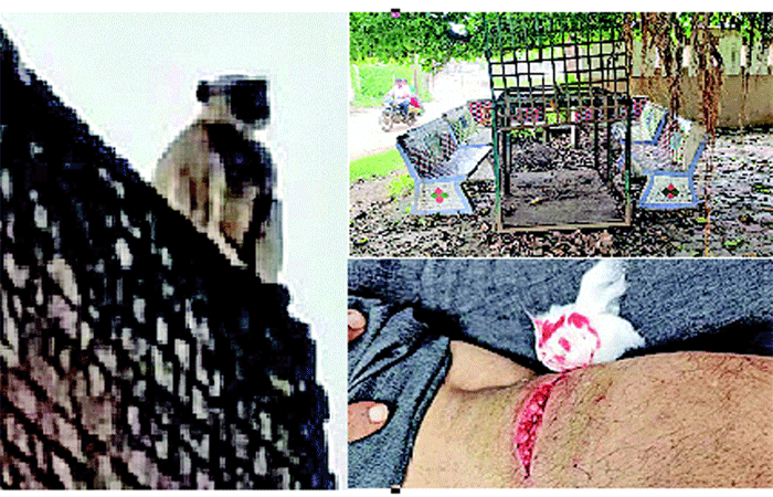 દેશાલામાં હડકાયા ખુંખાર કપિરાજનો આતંક ઃ ચાર વ્યક્તિને બચકાં ભર્યા