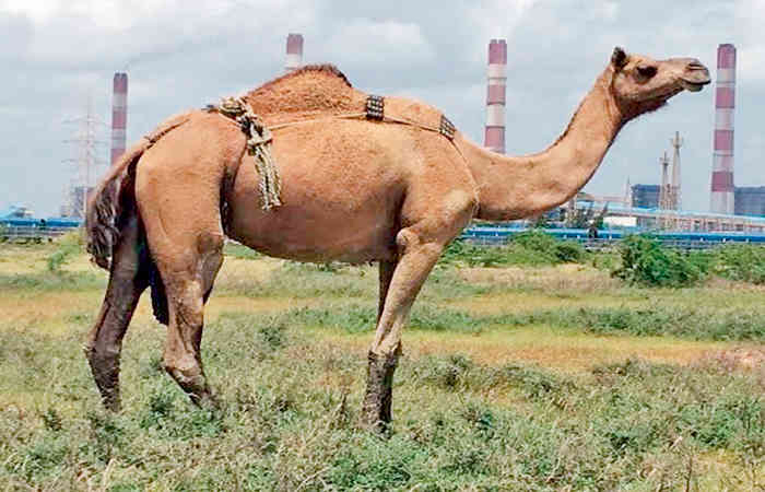 ખરારી ઊંટો બચાવવાની ઝુંબેશ શરૂ કરો