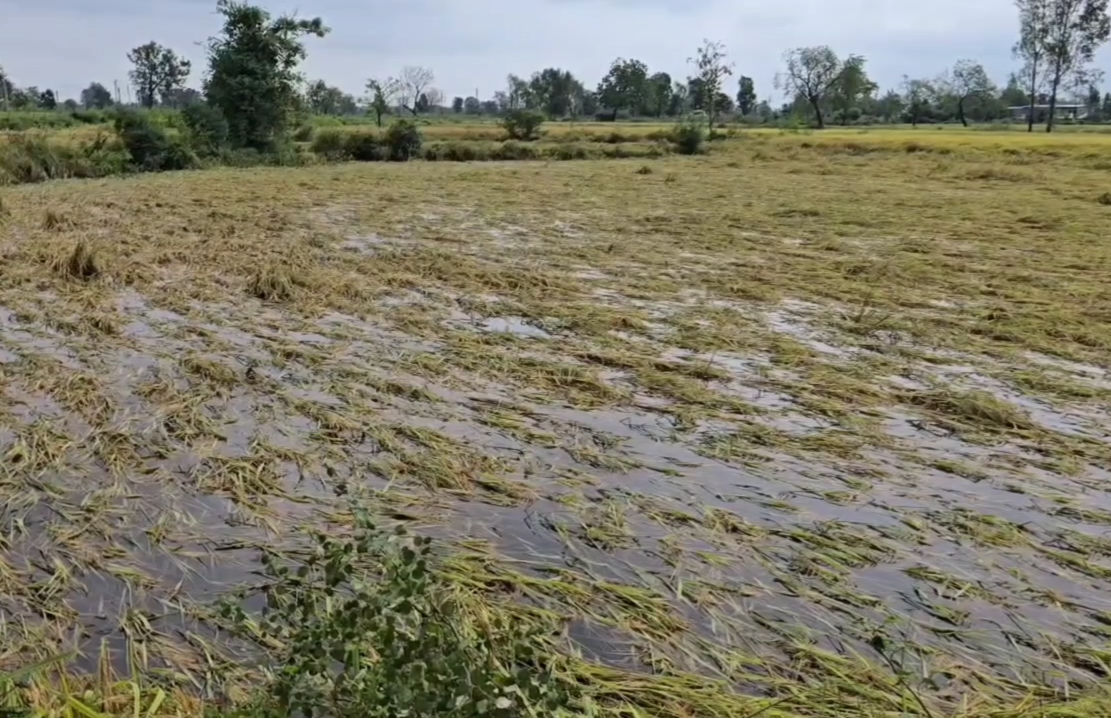 VIDEO: પંચમહાલના શહેરામાં માવઠાથી ડાંગર સહિતના પાકને વ્યાપક નુકસાન, તાત્કાલિક સહાયની ખેડૂતોની માગ
