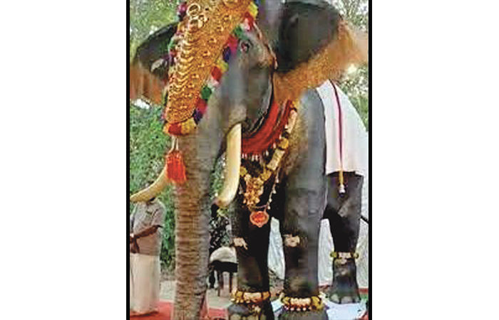 સચ્ચા સાથી રોબો હાથી                                 .