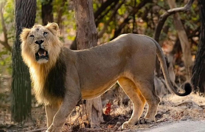 વિશ્વ સિંહ દિવસ: એક સમયે ગીર સુધી સીમિત સિંહોનું હવે આખા સૌરાષ્ટ્રમાં સામ્રાજ્ય