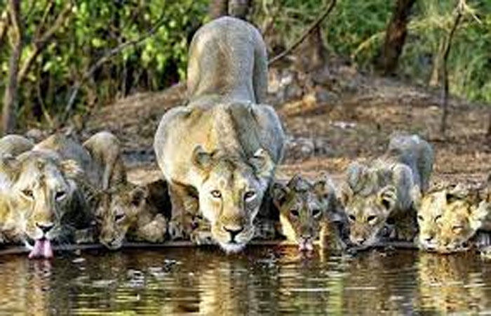 રાષ્ટ્રપતિ 2 દિવસ સાસણનાં મહેમાન : 7 દિવસ વહેલી સફારી શરૂ કરાશે
