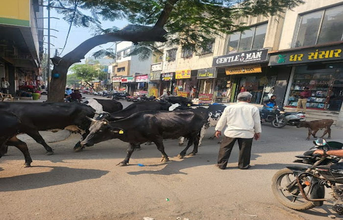 સુરતના પાંડેસરામાં ગુજરાત હાઉસીંગ બોર્ડની પાણીની ટાંકી વાળા રોડ પર રખડતા ઢોરનો ત્રાસ લોકો ત્રાહિમામ