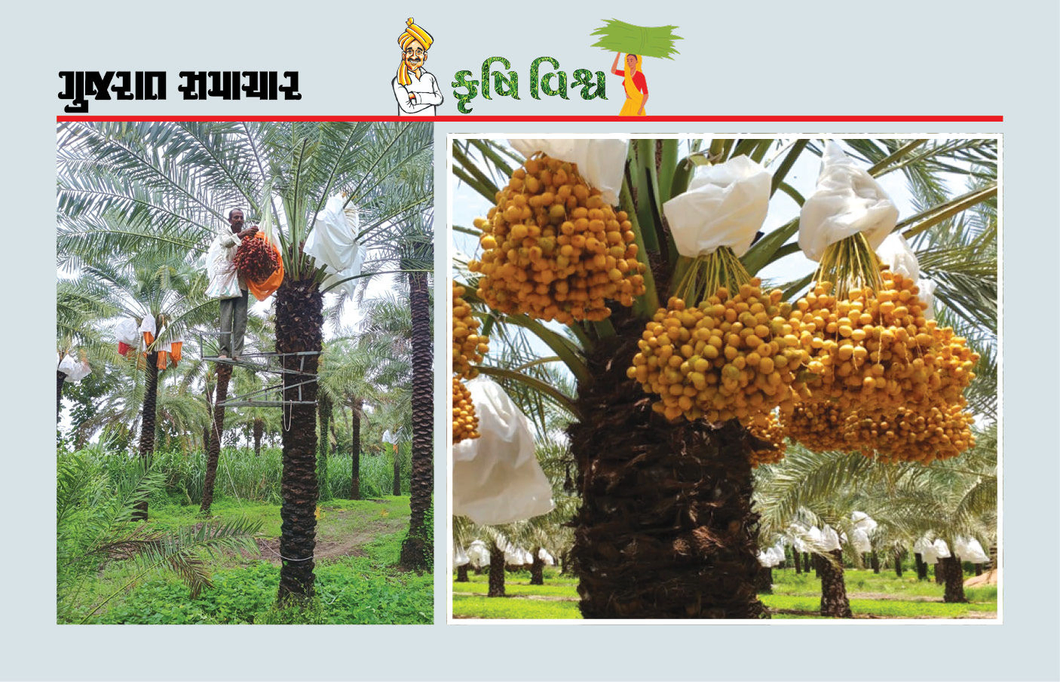 ખારેકની ખેતીમાં ઉપયોગી ઓજારની શોધ : ખેડૂતની કાર્યક્ષમતામાં વૃદ્ધિ