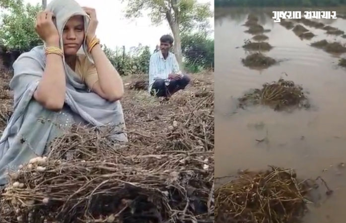 માવઠાનો માર સહન કરનાર ખેડૂતોને મળશે સહાય: 7 દિવસમાં સર્વે પૂર્ણ કરાશે, રિપોર્ટ બાદ લેવાશે નિર્ણય