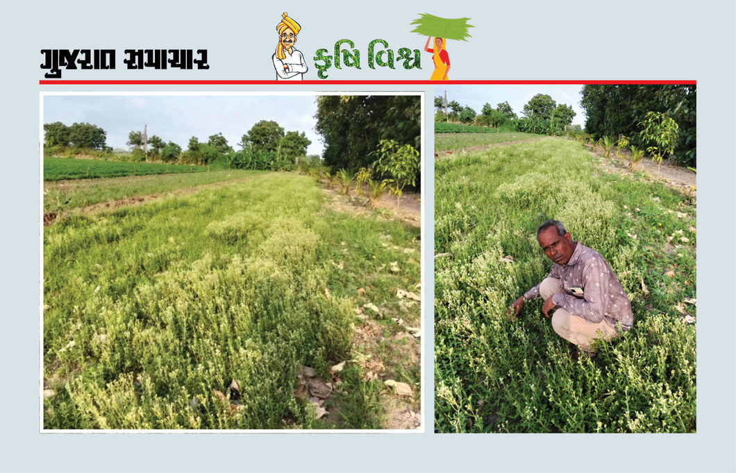 સ્ટીવીયાની ખેતીમાં માત્ર ચાર ગૂંઠામાં વર્ષે રૂા. 2 થી 5 લાખની આવક, વાવેતર પછી સતત પાંચ વર્ષ સુધી ઉત્પાદન મળતું રહે