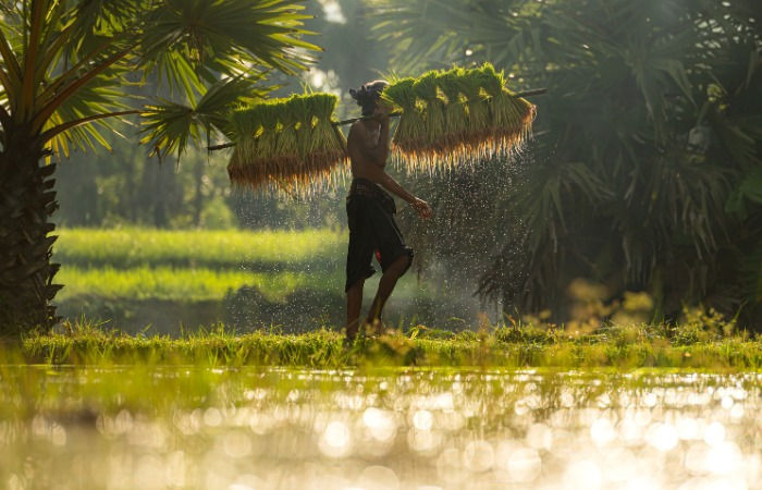 Viramgam paddy purchase scam: Congress calls for probe into ₹20 cr fraud