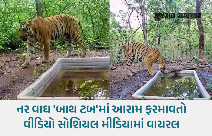 ગુજરાતમાં વાઘનું પુનરાગમન! દાહોદના રતનમહાલના જંગલમાં કેમેરામાં કેદ થયો ટાઇગર