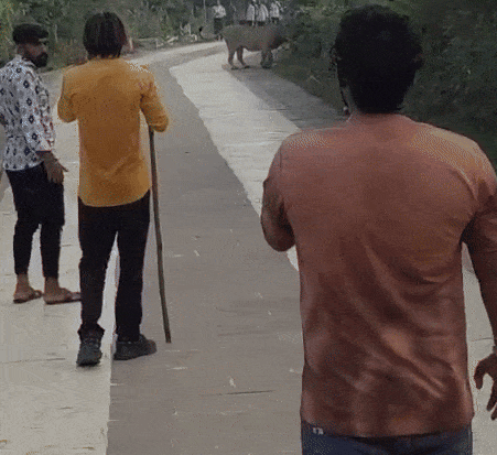 Video: પાલીતાણાના પથ પર શ્રદ્ધાળુઓની ભીડ વચ્ચે આવી પહોંચ્યા સિંહ, જાણે સાવજો આવ્યા ભગવાનના દર્શને!