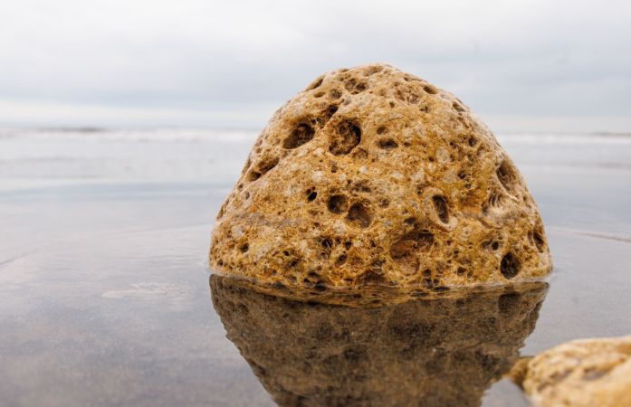 SOG seizes ambergris, lion claws, and musk worth ₹1.08 cr in two separate Khambhalia operations