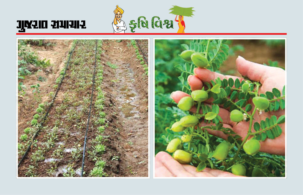 ચણાની ખેતીમાં પ્રત્યક્ષ લાભ, વીઘાદીઠ ઉત્પાદન 25 મણથી વધીને 40 મણ સુધી પહોંચ્યું