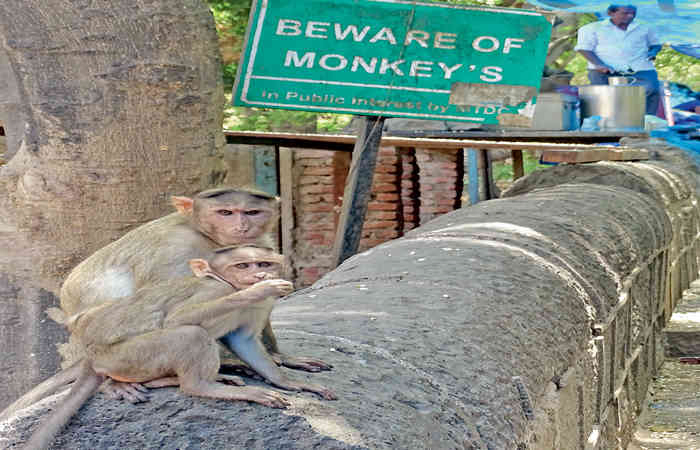 શહેરીજનો પર વાનર સેનાનું આક્રમણ