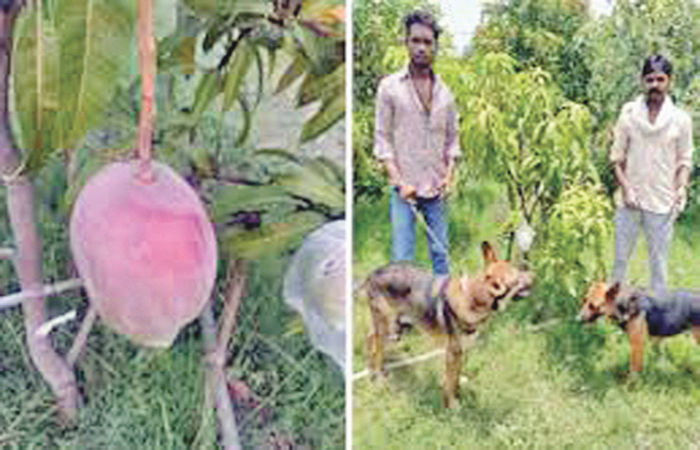આમ-જનતાને નહીં આમ-ઝૂલતાને રક્ષણ