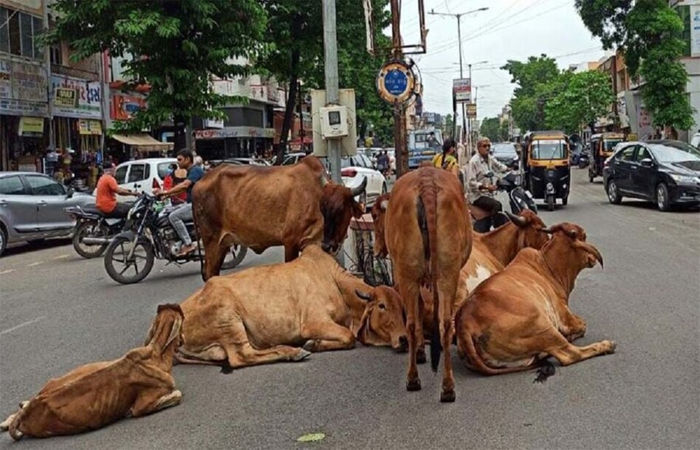 ભાવનગર મહાનગરપાલિકાએ છેલ્લા 7 માસમાં 231 પશુઓને છોડયા