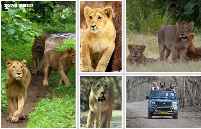 સિંહપ્રેમીઓ માટે સારા સમાચાર: ગીર જંગલ સફારીની મુદ્દત 7 દિવસ લંબાવાઈ, 22 જૂન સુધી સિંહ દર્શન ચાલુ રહેશે