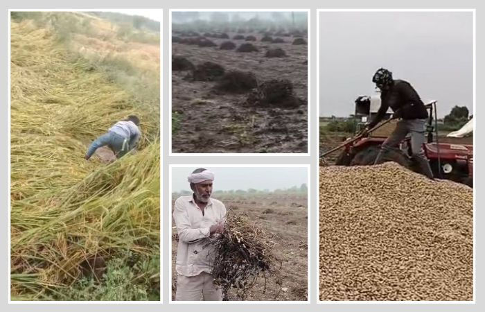 રાજ્ય સરકારની જાહેરાત: ખેડૂત દીઠ 125 મણ પાકની ટેકાના ભાવે કરાશે ખરીદી, કૃષિ મંત્રીએ આપી માહિતી