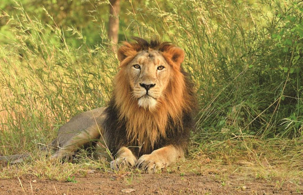 Lion kills 25-year-old man in Gujarat's Amreli district
