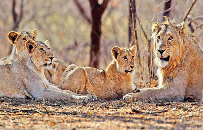 એશિયાટીક લાયન્સ .