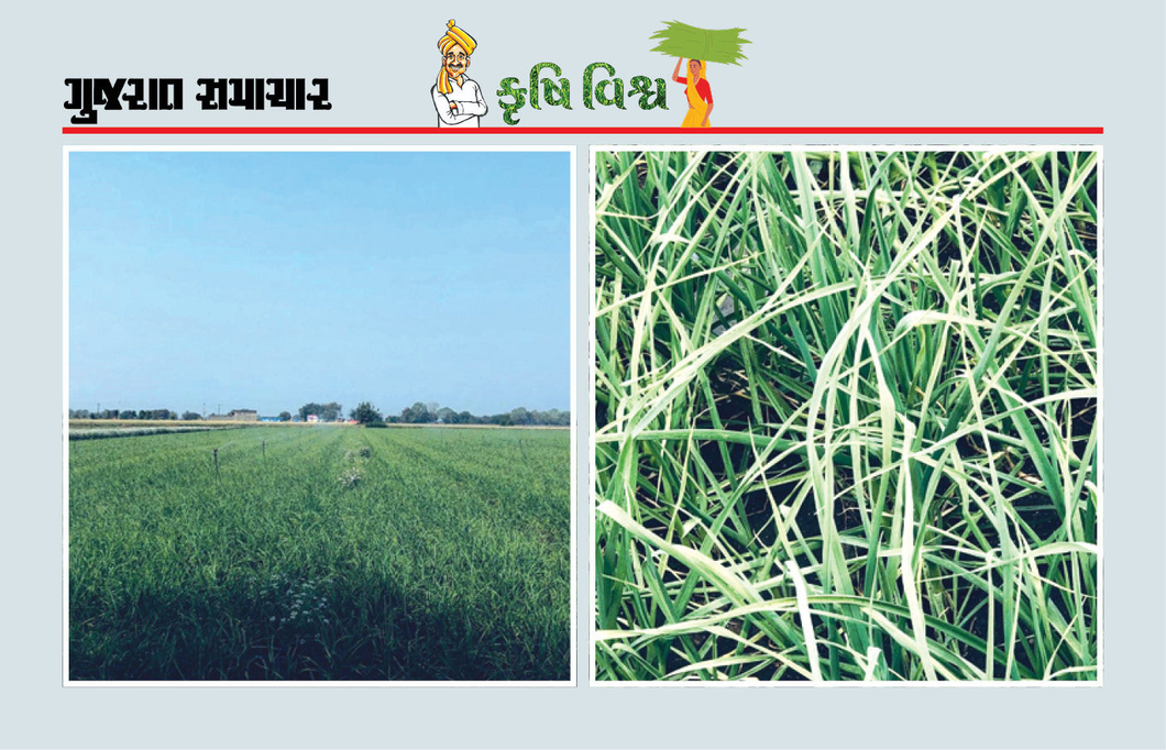 પરંપરાગત પિયત પદ્ધતિ છોડીએ, જમીન બગડતી અટકાવીએ, ભેજ જાળવીને ઉત્પાદન વધારીએ