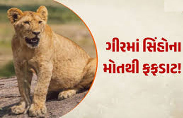 સિંહોના ગંભીર રોગ માટે વન નહીં, પણ રેવન્યુ વિસ્તાર ઘાતક પૂરવાર