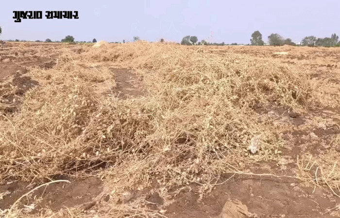 VIDEO | સુરેન્દ્રનગર પર આકાશી આફત: રણમાં અગરિયાઓના ઝુંપડા ઉડ્યા, ખેતરોમાં સોના જેવો પાક જમીનદોસ્ત, જગતનો તાત બેહાલ