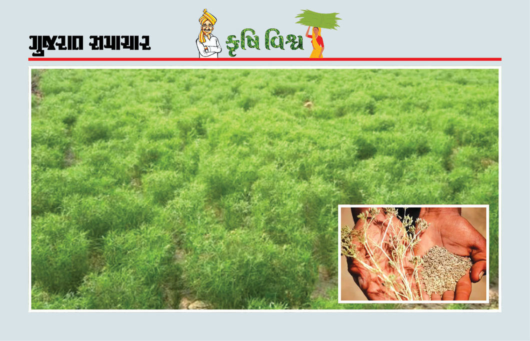 જીરાની ખેતીમાં ખાતર, સિંચાઈ અને નીંદણ વ્યવસ્થાપન પાકની ઉપજ અને ગુણવત્તા વઘારશે