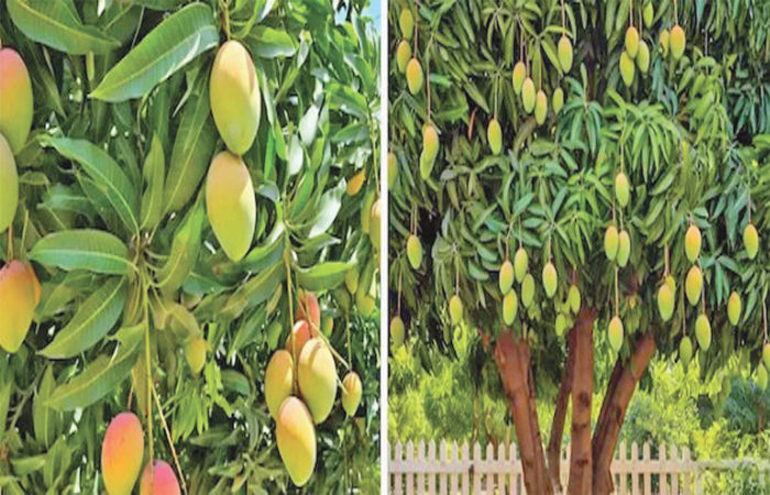 બજારની વાત                          .