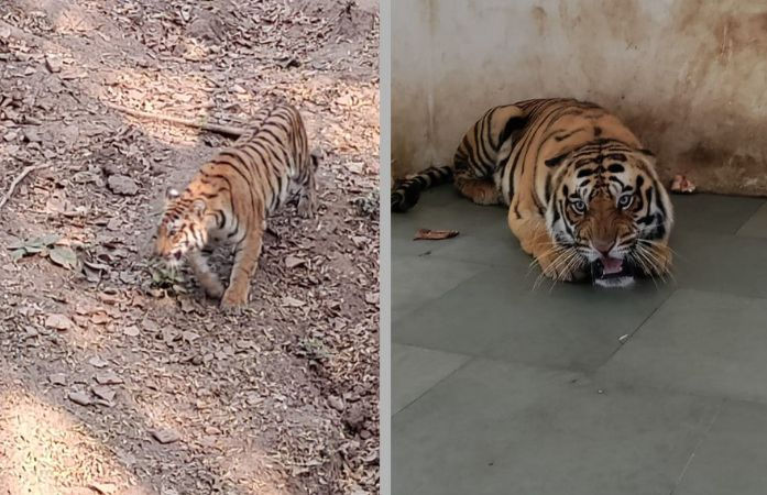 VIDEO: 'અભય' અને 'શ્રી' બન્યા સુરતના સરથાણા નેચર પાર્કના નવા સભ્યો, આજથી શહેરીજનો નિહાળી શકશે આ જોડી