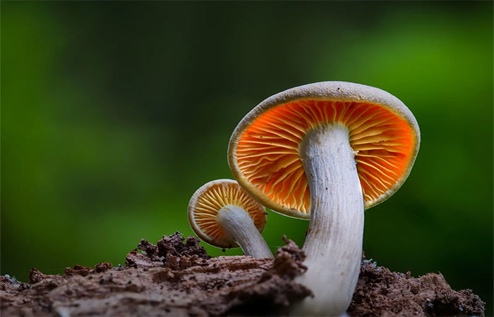મશરૂમ (ફંગસ) વિશે વિસ્તૃત માહિતી                            .