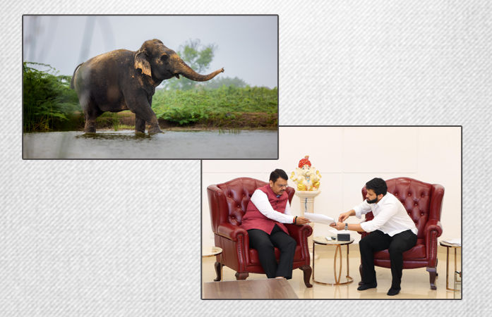 વનતારામાંથી હાથણી માધુરીને પાછી લાવવાની પ્રક્રિયા હાથ ધરાશે, ફડણવીસે બેઠક યોજીને આપી પ્રતિક્રિયા