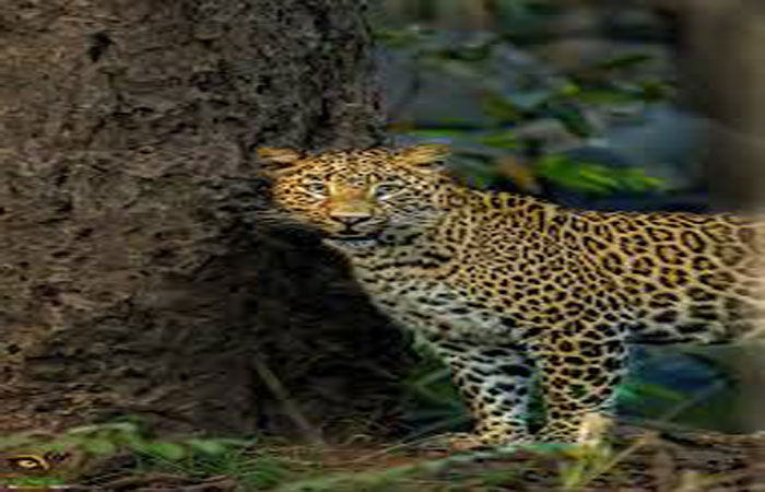 નાગપુરના જંગલમાં દીપડાનો શિકાર કરતા 7 શિકારી ઝડપાયા