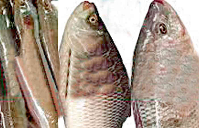 તમે ફિશ નહીં પણ જોખમી ફોર્મીલીન ખાઇ રહ્યા છો..