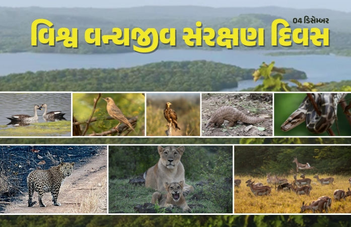 ગુજરાતમાં 21 પ્રજાતિઓની અંદાજે 9.53 લાખથી વધુ વસ્તી, છતાં વન્યજીવોની સુરક્ષા સામે અનેક સવાલ